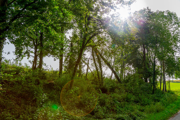 Thumbnail: _JA 40808 Natur pur, Sonne.jpg